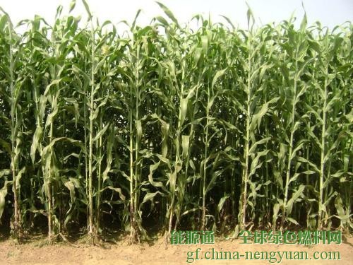 研究：生产者应该如何种植纤维素生物燃料作物