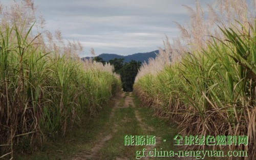 尼日利亚国家石油公司计划在科吉州设立生物能源综合体