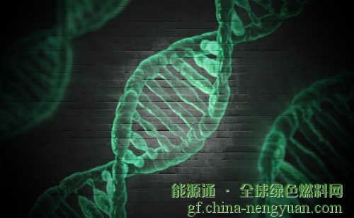 埃克森美孚与合成基因组公司共同推进藻类生物燃料计划