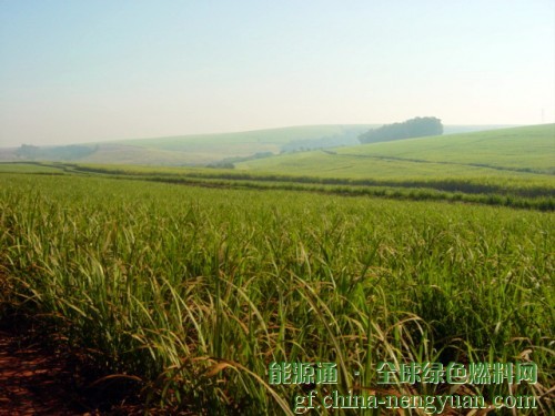 2018年1-8月巴西的生物质发电比去年增长了11%