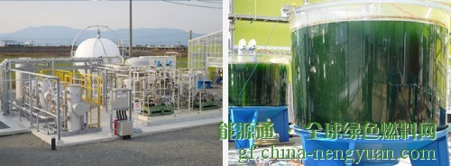 日本海藻养殖场获得可持续认证 产品可生产生物燃料