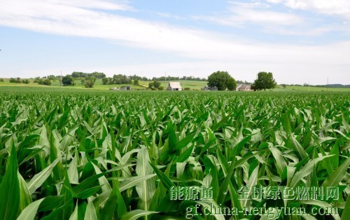 研究显示：玉米乙醇排放可能比汽油低70%