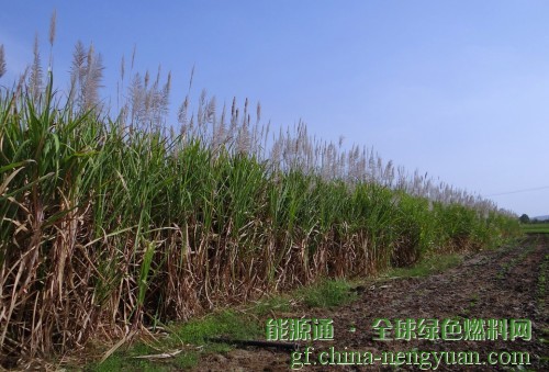 乙醇燃料为巴西农业用地的大规模扩张提供了动力