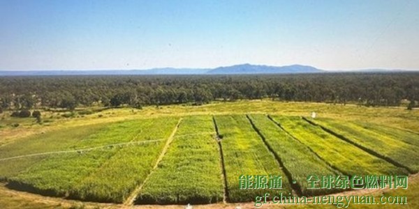 甘蔗乙醇转化为100%SAF！维珍澳大利亚航空和卡塔尔航空开展合作