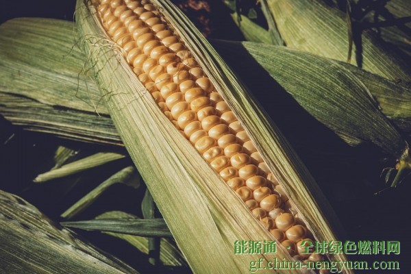 多亏了玉米！巴西政府提高汽油中的乙醇含量至30%
