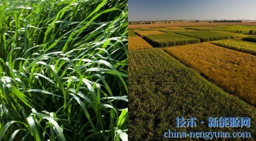 美国能源部拨款1060万美元用于研究如何提高生物柴油的产量